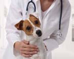 Veterinario Clìnica Veterinària Vet D'ebre